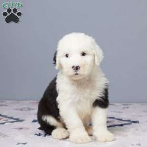 Denver, Old English Sheepdog Puppy